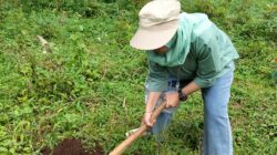 Luas Panen Padi dan Jagung di Jabar Meningkat Sepanjang 2025