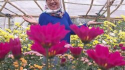 Healing di Kebun Bunga Pasirlangu, Menemukan Ketulusan dari Mekarnya Bunga