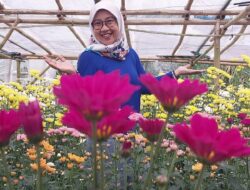 Healing di Kebun Bunga Pasirlangu, Menemukan Ketulusan dari Mekarnya Bunga