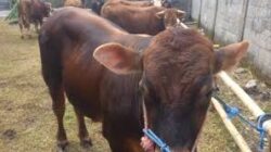 Baznas Jabar Distribusikan Hewan Kurban untuk Menguatkan Kepedulian dan Kebahagiaan Masyarakat