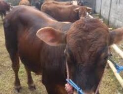 Baznas Jabar Distribusikan Hewan Kurban untuk Menguatkan Kepedulian dan Kebahagiaan Masyarakat